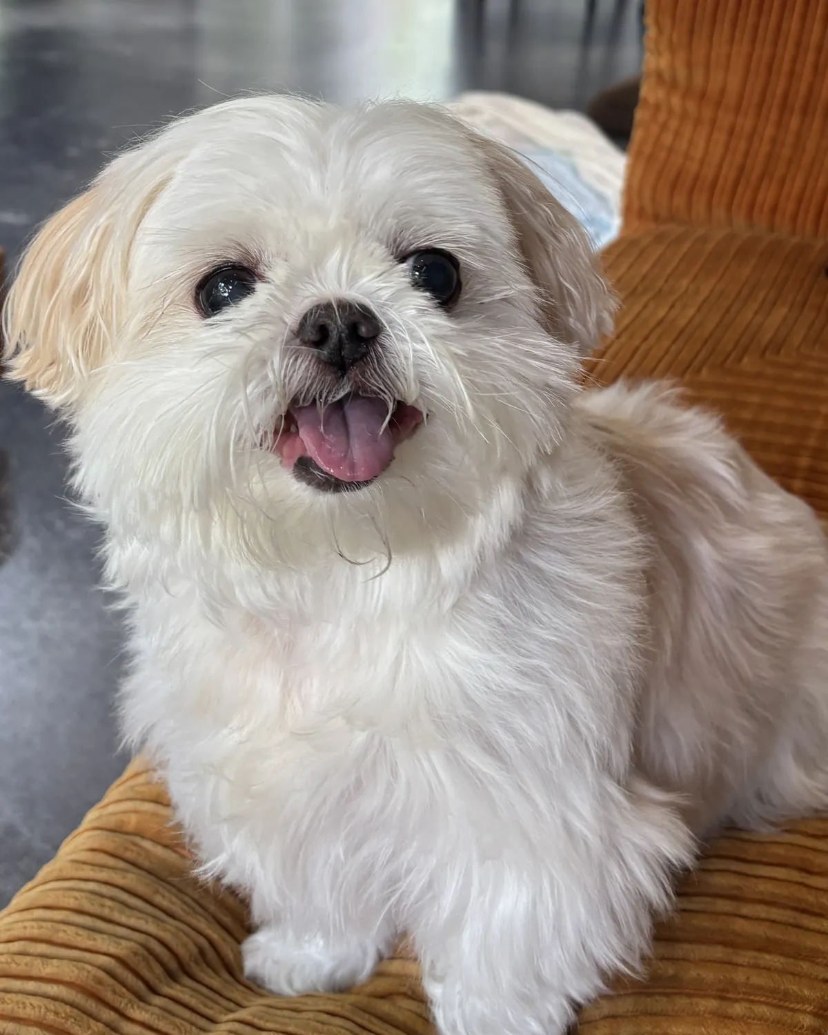 Olive, a small white dog sitting on a rust-colored chair